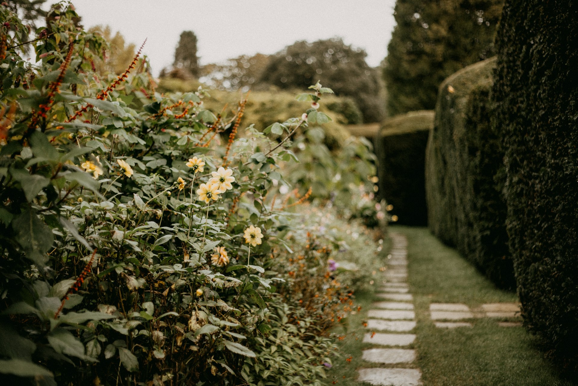 A path in the middle of a garden lined with hedges